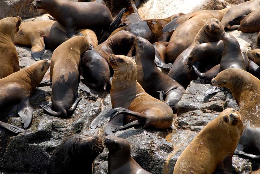 Lima: Sea Lion Swim and Wildlife Palomino Islands Cruise - Is $76 good value for four hours?