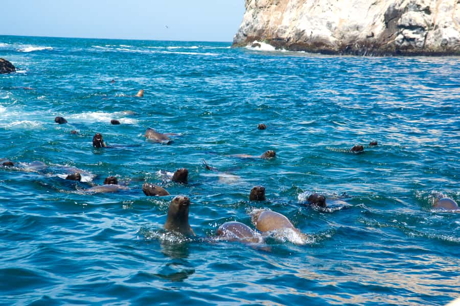 Lima: Sea Lion Swim and Wildlife Palomino Islands Cruise - Setting out from La Punta in Callao