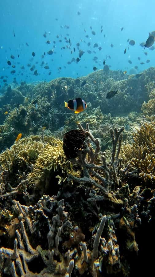 Lombok: Gili Nanggu, Tangkong, Sudak, and Kedis Islands Tour - Gili Sudak brings lunch and a slower hour
