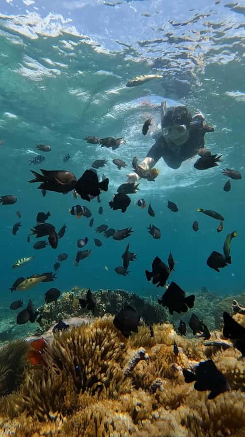 Lombok: Gili Nanggu, Tangkong, Sudak, and Kedis Islands Tour - Gili Kedis, a tiny final beach stop