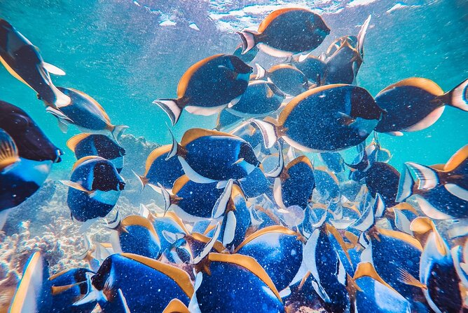 Maafushi: Full Day Snorkeling and Island Hopping Experience - Two reef stops make up the heart of the day
