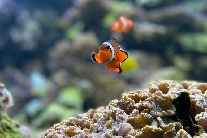 Maafushi: Full Day Snorkeling and Island Hopping Experience - Anantara Reef and Coral Garden: the underwater portion