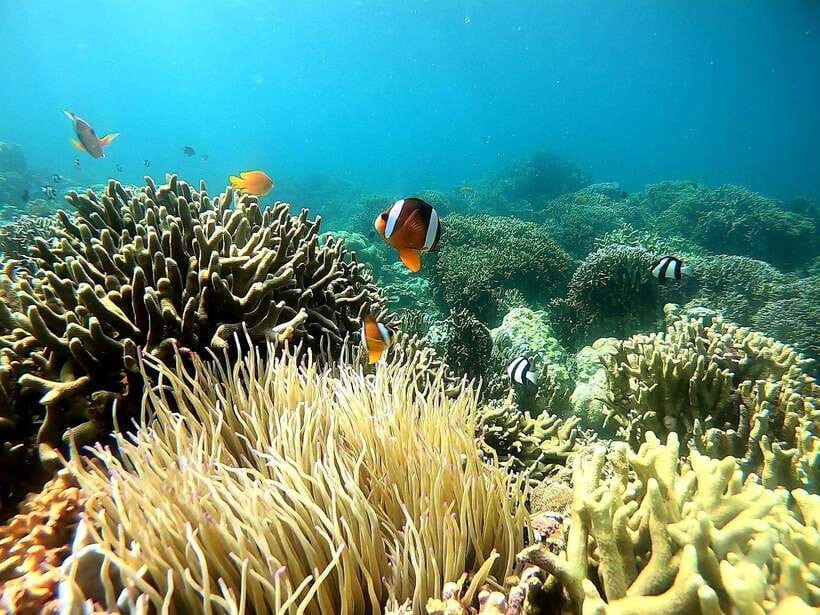 Mactan Island Hopping Gilutungan, Caohagan, Nalusuan + Lunch - Booking advice and final call
