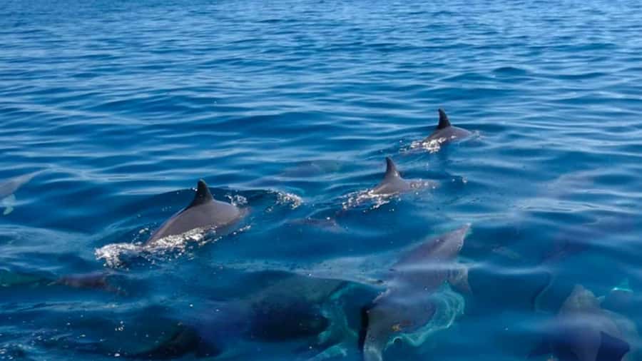 Mauritius: Private 5 Island Tour with Ile aux Cerfs - Starting at Trou d’Eau Douce at 8:45 a.m.
