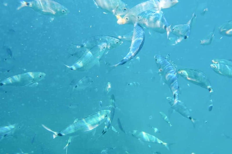 Medulin: Full-Day Boat Tour of the Archipelago w/ Lunch - Passing Porer Lighthouse and the archipelago islets