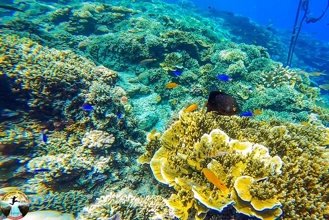 Moalboal Island Hopping (Pescador Island, Sardines and Turtles) - Why Moalboal’s sardines are the main event