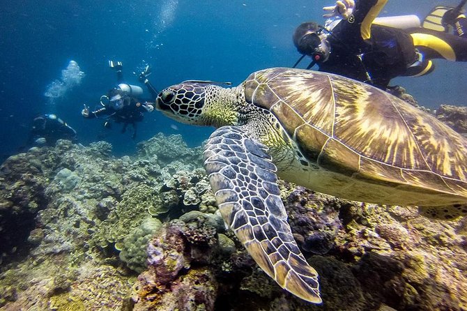 Moalboal Island Hopping (Pescador Island, Sardines and Turtles) - Pescador Island and its protected coral