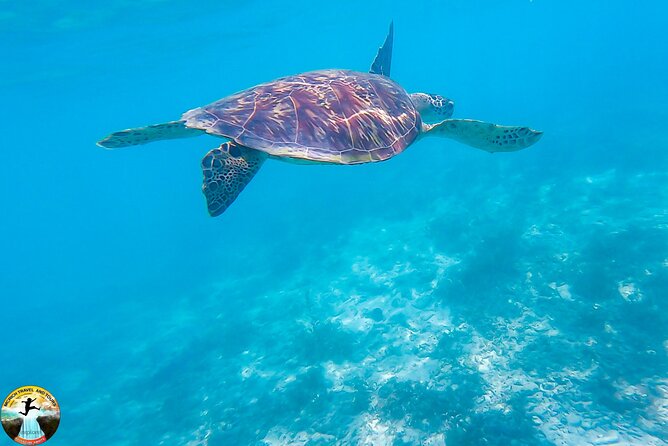 Moalboal Island Hopping (Pescador Island, Sardines and Turtles) - The sardine stop near Panagsama Beach