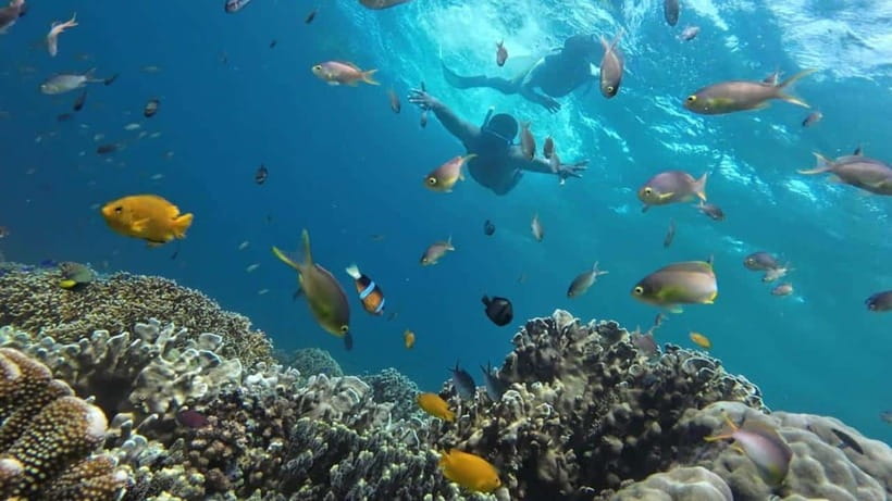 Moalboal: Pescador Island Hopping Adventure and Sardine Run - Turtle watching in Cebu’s marine waters