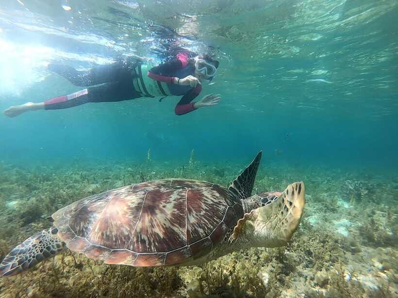Moalboal: Sardine Run, Turtles and Pescador Island Hopping - Should you book Moalboal’s Sardine Run tour?