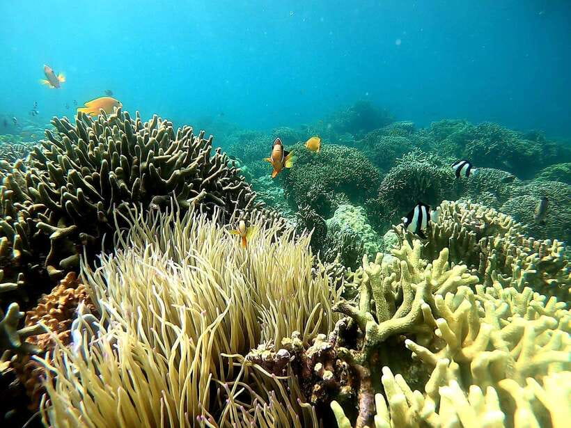 Moalboal: Sardine Run, Turtles and Pescador Island Hopping - Panagsama Beach and the silver wall of sardines
