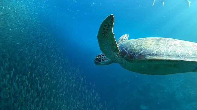 Moalboal: Sardine Run, Turtles and Pescador Island Hopping - Turtle Point requires patience and good manners