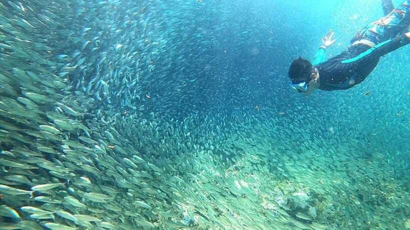 Moalboal: Sardine Run, Turtles and Pescador Island Hopping - Equipment, safety, and what you need to bring
