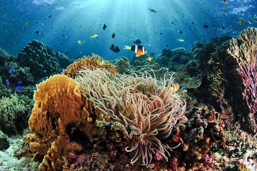Moalboal: Scuba Diving and Pescador Island Hopping - Why Moalboal’s Sardines Make This Day Special