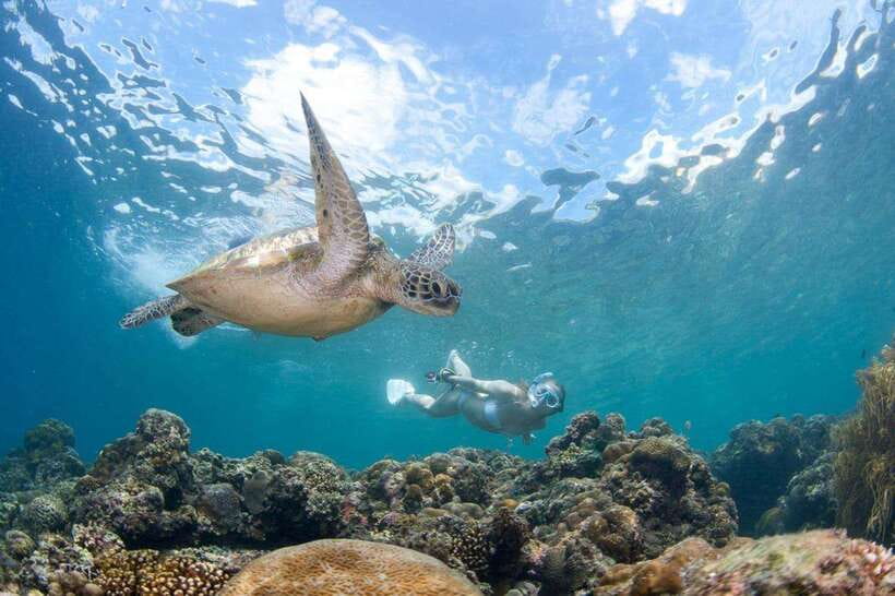 Moalboal: Scuba Diving and Pescador Island Hopping - Starting With Pickup in Moalboal