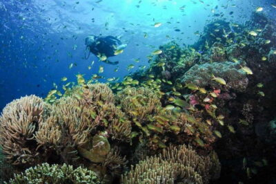 Moalboal: Scuba Diving and Pescador Island Hopping