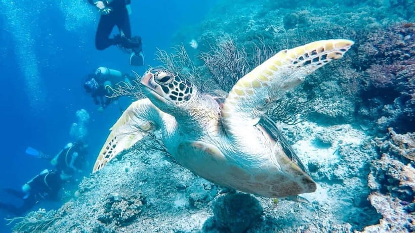 Moalboal: Scuba Diving and Pescador Island Hopping - The Sardine Run, Turtles, and Reef Life