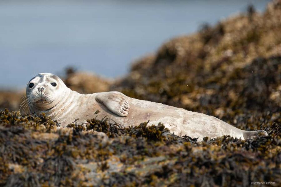 Molène Archipelago: Sea trips from Crozon. Seals, dolphins, - Key points at a glance