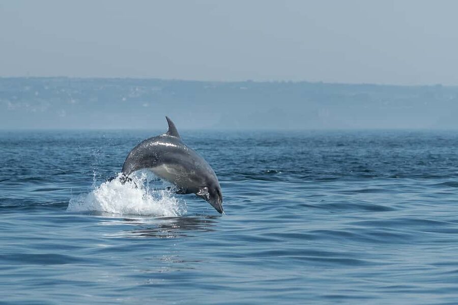 Molène Archipelago: Sea trips from Crozon. Seals, dolphins, - Setting out from Camaret-sur-Mer