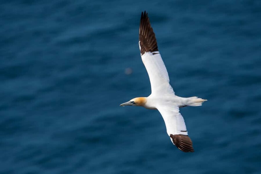 Molène Archipelago: Sea trips from Crozon. Seals, dolphins, - The Molène Archipelago in context