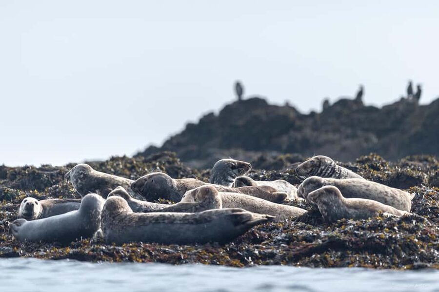 Molène Archipelago: Sea trips from Crozon. Seals, dolphins, - What to pack for the open water