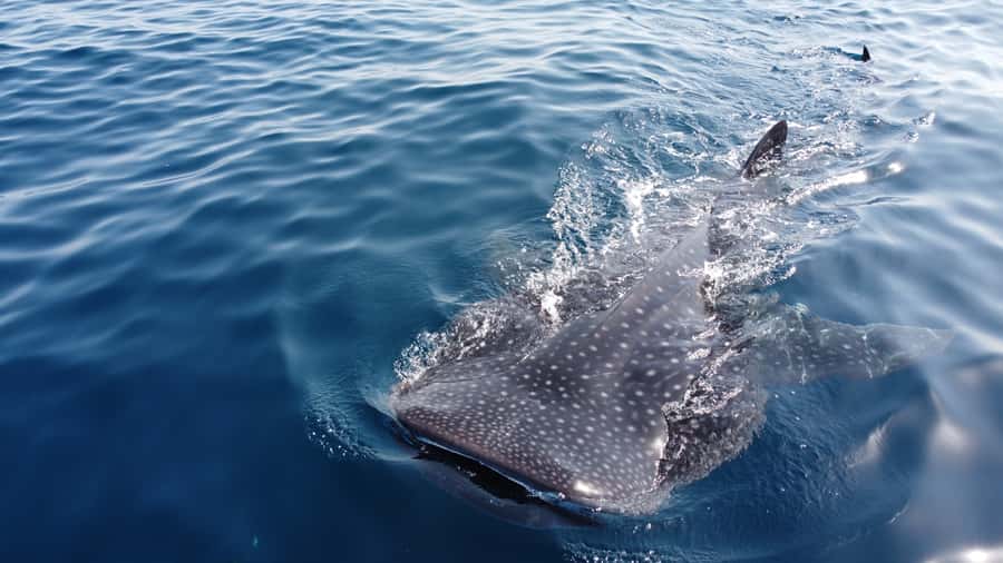 Muscat: Daymaniat Islands Tour - Snorkeling with turtles and reef fish