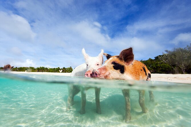Nas: 3 islands Tour ,snorkel, Turtles, pigs and lunch - Key points before you book