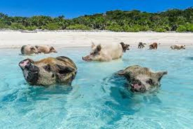 Nas: 3 islands Tour ,snorkel, Turtles, pigs and lunch - Timing problems and weather concerns