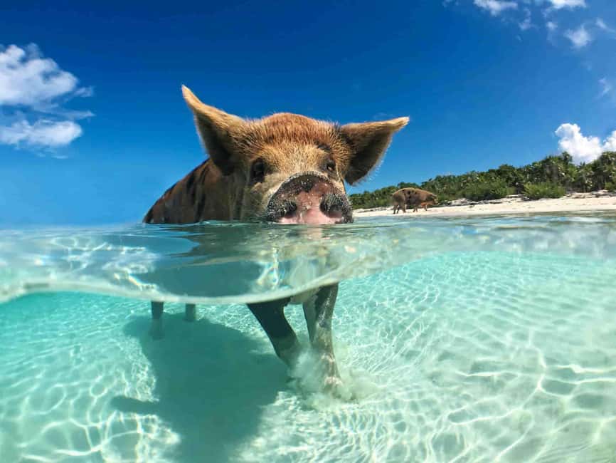 Nassau: 3-Island Snorkel Tour with Pigs, Beach Club, & Lunch - The Rose Island pigs are fun, but know what you are seeing
