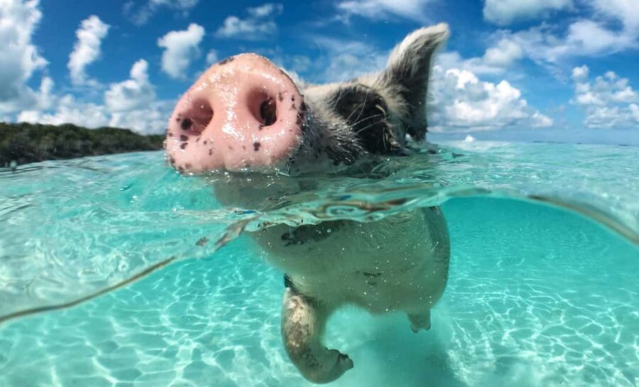 Nassau: 3-Island Snorkel Tour with Pigs, Beach Club, & Lunch - Gilligan’s Island adds scenery between the snorkel stops