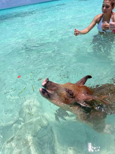 Nassau: 3 Islands Boat w/ Swimming Pigs, Snorkeling & Turtle - My call: book it if you want variety
