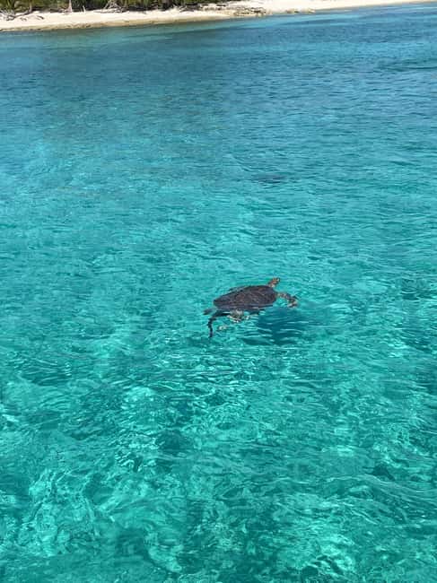 Nassau: 3 Islands Boat w/ Swimming Pigs, Snorkeling & Turtle - Why this short Nassau boat trip works