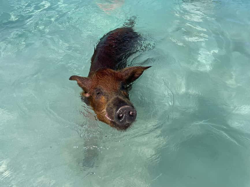Nassau: 3 Islands Boat w/ Swimming Pigs, Snorkeling & Turtle - The guides, drinks, and group atmosphere