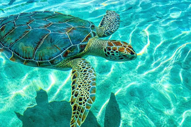 Nassau: 3 islands Pigs,Turtles,Snorkel & Beach Club with lunch - Pearl Island reef snorkeling, about 30 minutes