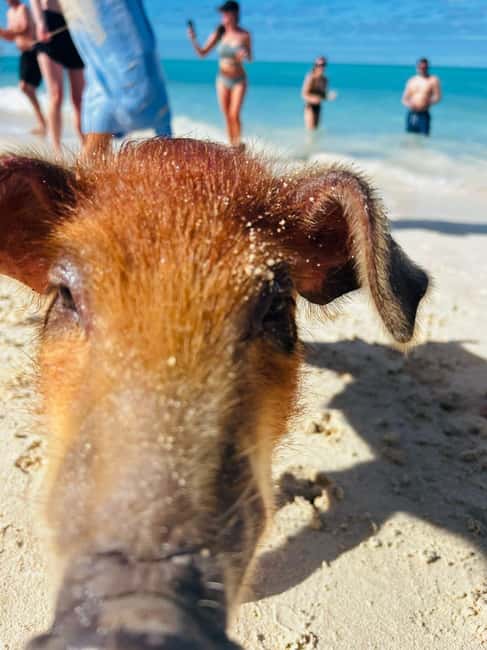Nassau: 3 Islands Tour, Snorkel, Pig Beach, Turtles & Lunch - Why this Nassau tour works so well