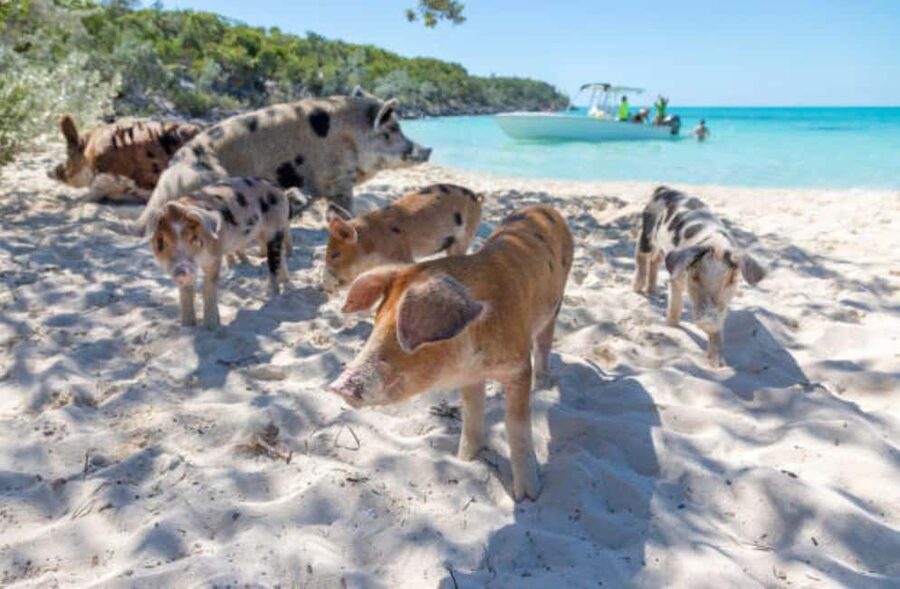 Nassau: 3 Islands Tour, Snorkel, Pig Beach, Turtles & Lunch - Green Cay and the search for sea turtles
