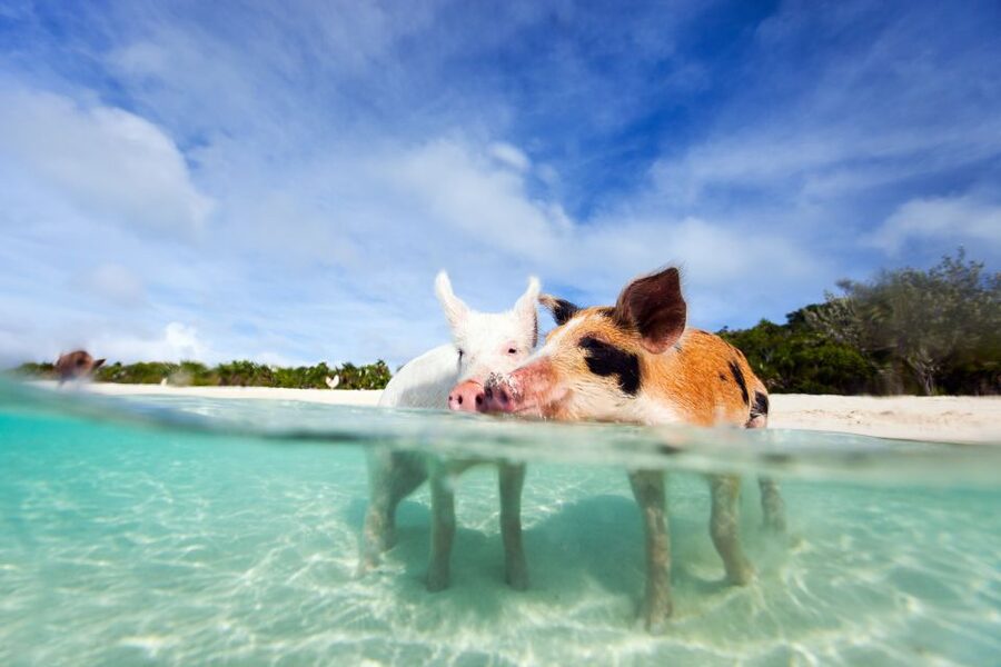 Nassau: 3 Islands Tour, Snorkel, Pig Beach, Turtles & Lunch - Lunch, rum punch, and the value of $136