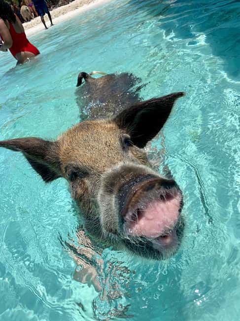 Nassau: Discover Exuma Island Hopping and Swimming Pigs Tour - Swimming near the nurse sharks at Compass Cay