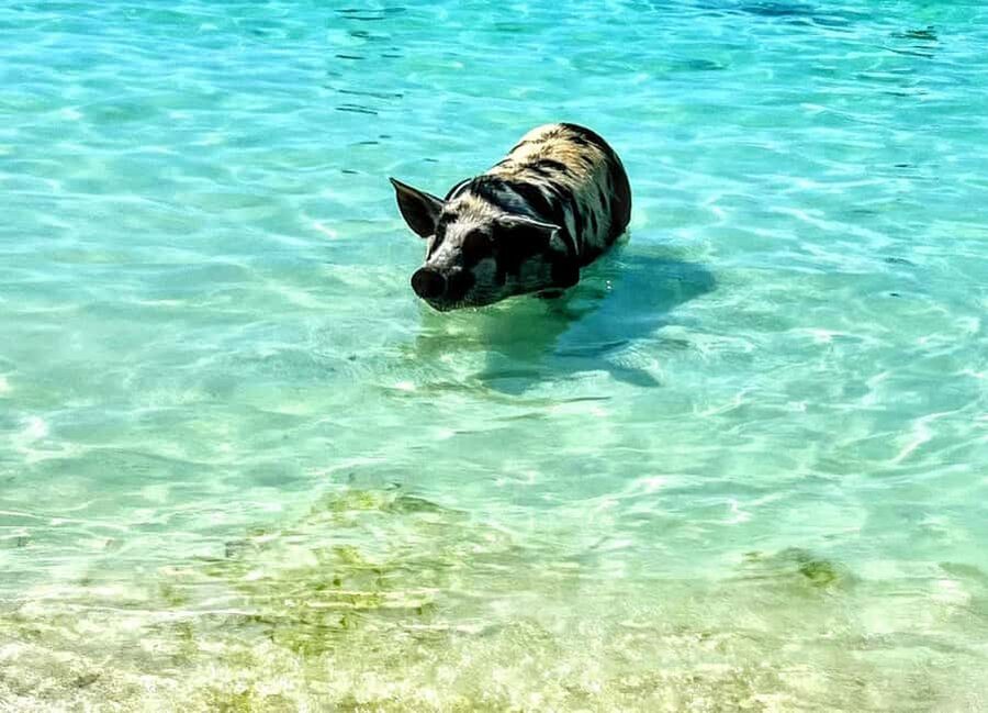 Nassau: Island Hopping Boat Trip with Lunch & Drinks - What the Nassau boat trip actually covers