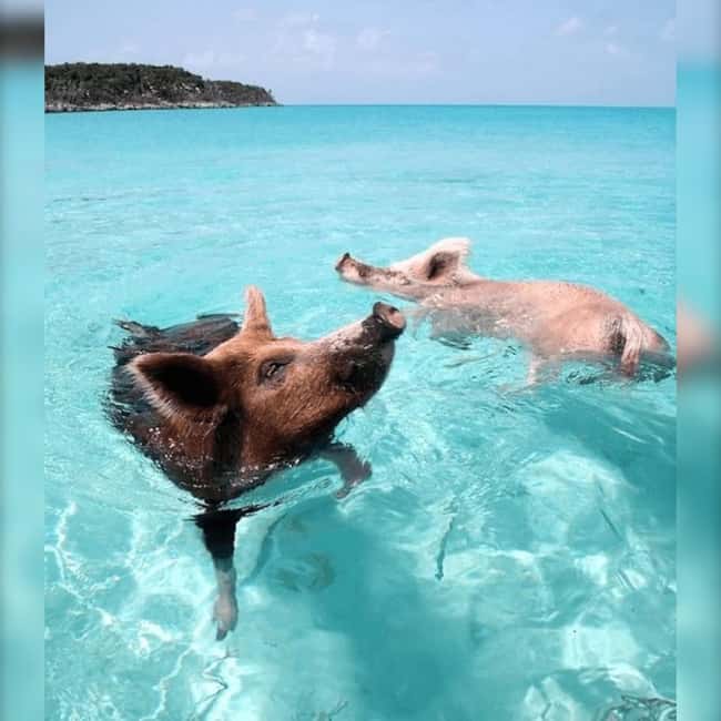 Nassau: Rose 3-Island Tour with Snorkeling and Lunch - Key points to know before you book