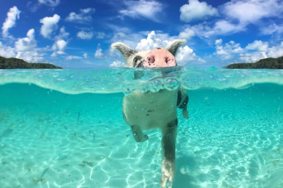 Nassau: Rose 3-Island Tour with Snorkeling and Lunch - Athol Island and the swimming pigs