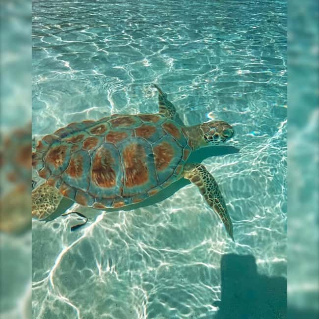 Nassau: Rose 3-Island Tour with Snorkeling and Lunch - Who should book this four-hour tour?