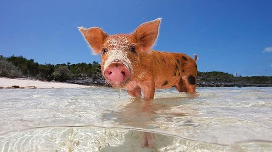 Nassau: Rose 3-Island Tour with Snorkeling and Lunch - Atlantis tunnel and the opening boat ride