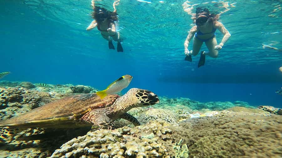 Ozzy Snorkeling 3 Islands Visit Baby Turtles - What the $12 Gili Islands tour really offers