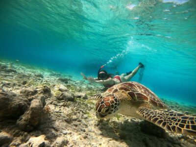 Ozzy Snorkeling 3 Islands Visit Baby Turtles