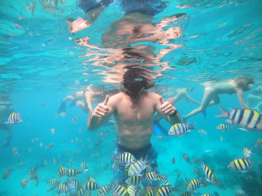 Ozzy Snorkeling 3 Islands Visit Baby Turtles - Fish, lunch, and the uncertain Blue Coral stop