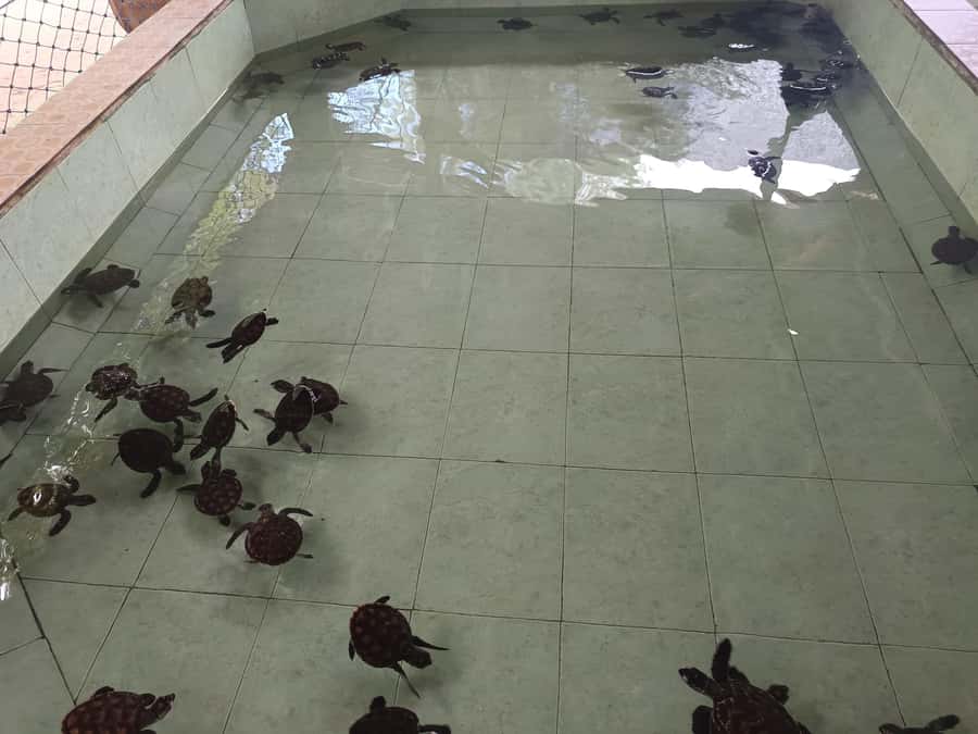 Ozzy Snorkeling 3 Islands Visit Baby Turtles - The boat is the biggest practical question