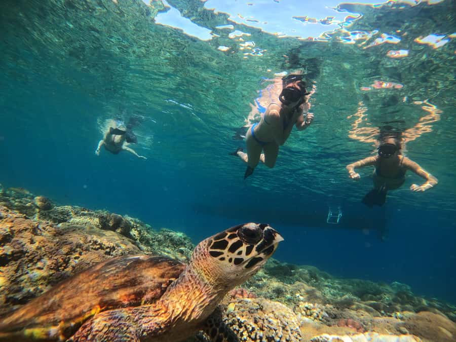 Ozzy Snorkeling 3 Islands Visit Baby Turtles - Crowds, fins, and comfort in the water