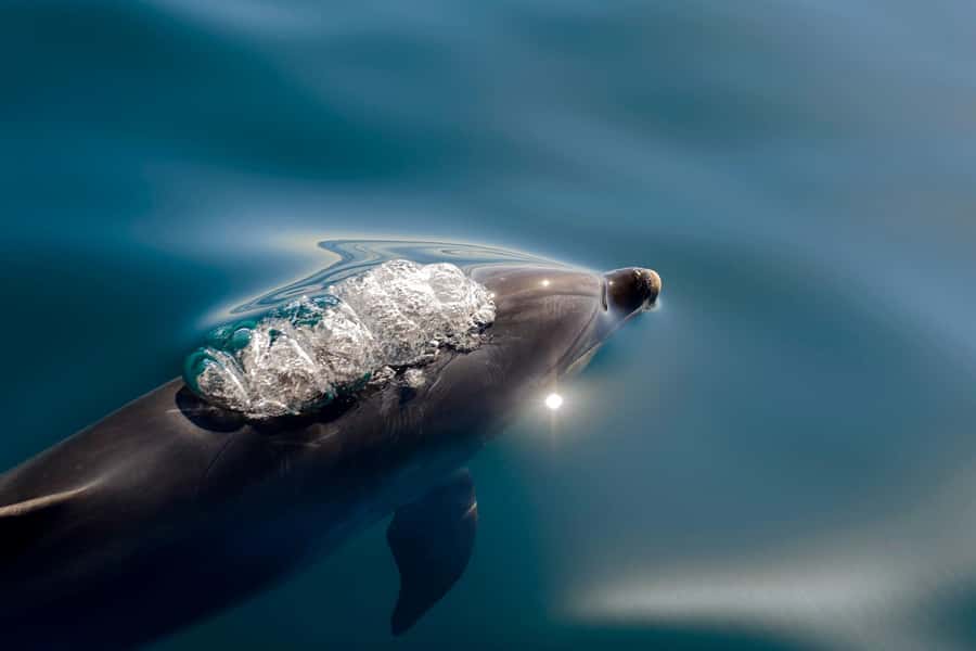 Paihia/Russell: Hole in the Rock and Bay of Islands Cruise - A four-and-a-half-hour introduction to the Bay of Islands
