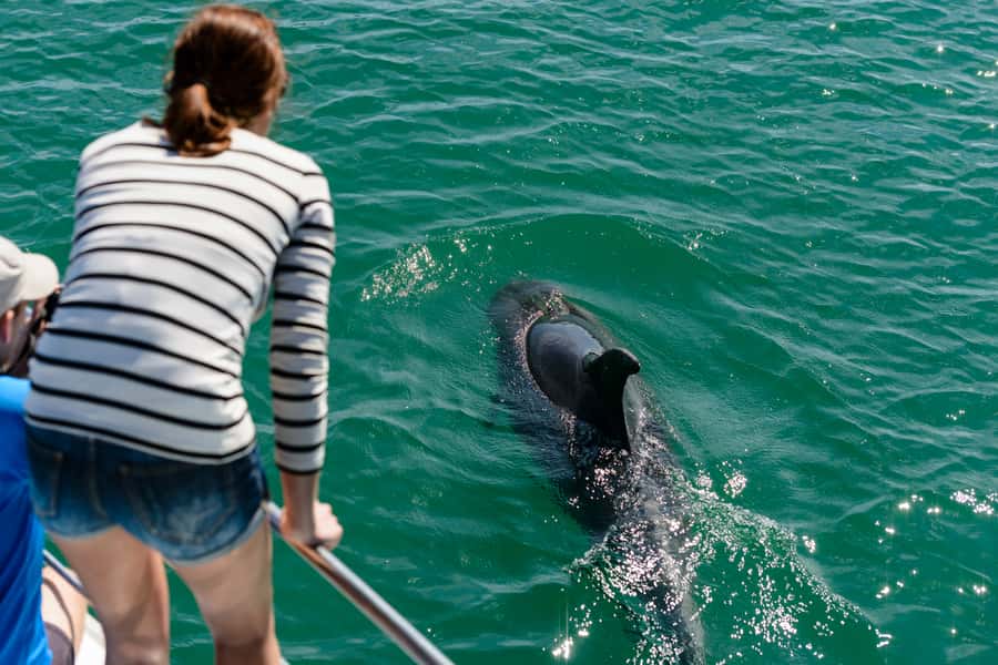 Paihia/Russell: Hole in the Rock and Bay of Islands Cruise - Motukōkako and the famous rock opening